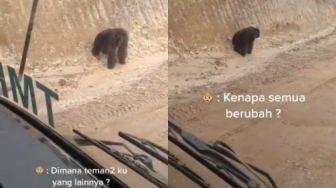 Viral Diduga Orangutan Telantar di Kalimantan, Publik Berlinang Air Mata