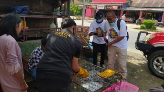 Dua Ekor Kukang dari Kabupaten Agam Diserahkan ke BKSDA