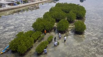 Sejumlah aktivis dan warga menanam bibit bakau di perairan pantai Pulau Harapan, Kabupaten Kepulauan Seribu, DKI Jakarta, Sabtu (22/5/2021). [ANTARA FOTO/Aditya Pradana Putra]