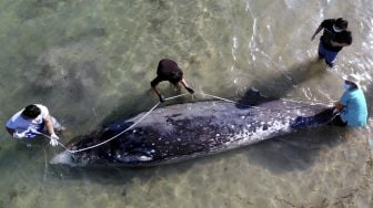 Petugas mengukur ukuran bangkai paus di Pantai Mertasari, Denpasar, Bali, Jumat (21/5/2021). [ANTARA FOTO/Fikri Yusuf]