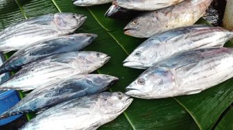 Musim Angin Timur, Harga Ikan Cakalang Tembus Rp 130 Ribu Per Ekor