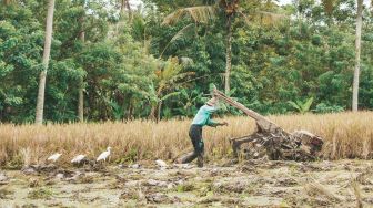 Mengenal Tanam Padi dengan Sistem Tanam Sawur