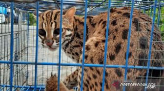 Ditemukan Warga, Kucing Kuwuk Dilepasliarkan ke Cagar Alam Rimbo Panti