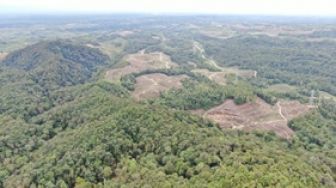 Hutan Indonesia Dipaksa Mengalah demi Proyek Strategis Nasional Jokowi