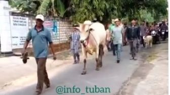 Viral Pengantin Pria Tuban Bawa Seserahan Sapi Plus Gabah 7 Pikap Full