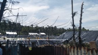 Tambak Udang Disebut Rusak Cemara Laut Pesisir Selatan, Diduga Tak Berizin