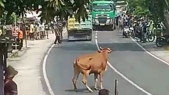 Viral Sapi Ngamuk Seruduk Orang di Lamongan, Pemilik Harus Ganti Rugi