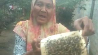 Jijik! Warga Pulau Ini Minta Tolong Diserbu Ribuan Lalat, Makan Saja Sulit