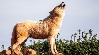 Serigala dan Anjing Melolong Tanda Ada Makhluk Halus, Mitos atau Fakta?