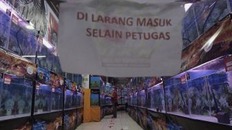 Panitia melakukan penjurian pada ikan louhan yang diikutsertakan dalam kontes "Soul of Competition Flowerhorn for Brotherhood" di Sentra Promosi Ikan Hias Johar Baru, Jakarta, Sabtu (29/5/2021). [Suara.com/Angga Budhiyanto]