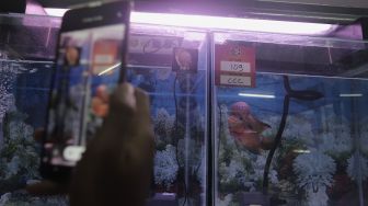 Pengunjung merekam salah satu ikan louhan yang diikutsertakan dalam kontes "Soul of Competition Flowerhorn for Brotherhood" di Sentra Promosi Ikan Hias Johar Baru, Jakarta, Sabtu (29/5/2021). [Suara.com/Angga Budhiyanto]