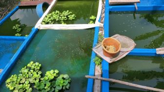 Budidaya Ikan Hias sebagai Solusi Usaha pada Masa Pandemi