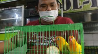 Demi Hobi, Warga Surabaya Barter Mobil dengan Lovebird