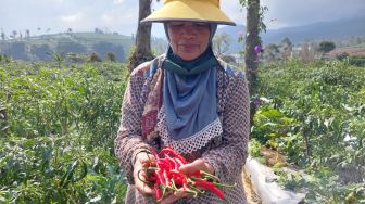 Harga Sayuran Anjlok akibat PPKM, Petani Biarkan Selada Siap Panen Mengering