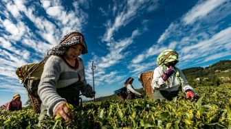 Ekosis Dukung Lombok Utara dan Sumbawa Kembangkan Sektor Agribisnis