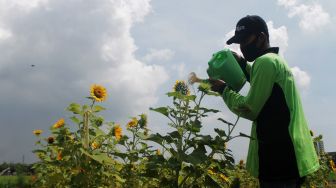 Petugas merawat kebun bunga matahari di Taman Rotanusa, Cilincing, Jakarta Utara, Senin (31/5/2021). [Suara.com/Dian Latifah]