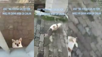 Kurir Sok Berani Tantang Anjing Penjaga dari Luar Pagar, Panik saat Si Doggy Bisa Keluar