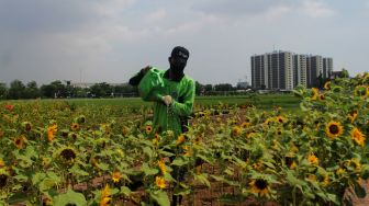 Petugas merawat kebun bunga matahari di Taman Rotanusa, Cilincing, Jakarta Utara, Senin (31/5/2021). [Suara.com/Dian Latifah]