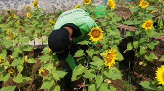 Petugas merawat kebun bunga matahari di Taman Rotanusa, Cilincing, Jakarta Utara, Senin (31/5/2021). [Suara.com/Dian Latifah]