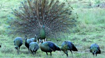 Merak hijau (pavo muticus) jantan mengembangkan bulu ekornya untuk menarik perhatian merak betina di Savana Sadengan, Taman Nasional Alas Purwo, Banyuwangi, Jawa Timur, Senin (31/5/2021).  ANTARA FOTO/Budi Candra Sety