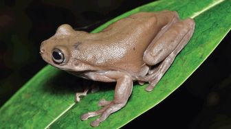 Mirip di Harry Potter, Ilmuwan Temukan Spesies Katak Cokelat