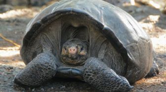 Diduga Punah Selama Seabad, Kura-kura Raksasa Ditemukan di Galapagos