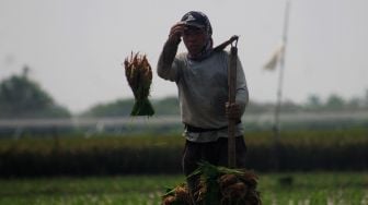 Petani memanen bibit padi di Kawasan Bojong Koneng, Cibitung, Bekasi, Jawa Barat, Selasa (1/6/2021). [Suara.com/Dian Latifah] 
