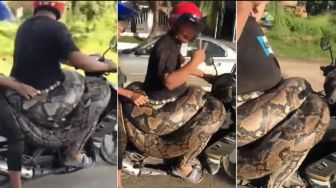 Seorang Pria Boncengkan Ular Piton 200 Kg Pakai Motor, Aksinya Langsung Viral