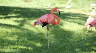 Terjawab! Ini Alasan Burung Flamingo Suka Berdiri Hanya dengan Satu Kaki