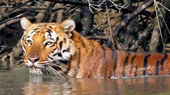 Buron 20 Tahun, Pembunuh 70 Harimau Benggala Dibekuk di Bangladesh