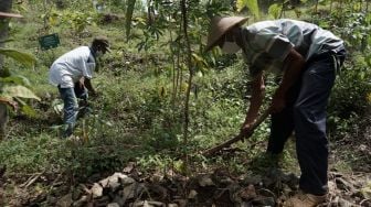 Sarihusada Lanjutkan Kembangkan Taman Kehati Eroniti Setelah Ditanami oleh Jokowi