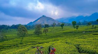 Mengenal Sejarah Kebun Teh Wonosari, Wisata Puncak Jawa Timur