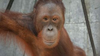 Kerjasama dengan Berbagai Pihak, KLHK Lepasliarkan 7 Orangutan di Kalteng