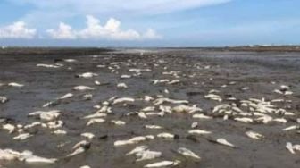 Terungkap, Ini Penyebab Ribuan Ikan Mati di Batubara