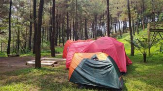 Camping Asyik di Tengah Hutan Pinus Saguling, Mau Coba?