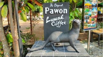 Dari Kotoran Jadi Bernilai Mahal, Intip Proses Pembuatan Kopi Luwak di Desa Wisata