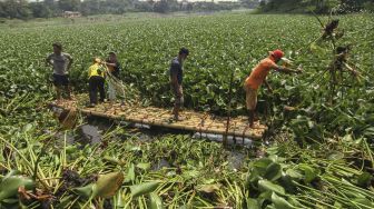 Relawan Masyarakat Peduli Ciliwung (Mat Peci) membersihkan tumbuhan eceng gondok di Situ Pengarengan, Depok, Jawa Barat, Minggu (6/6/2021).  ANTARA FOTO/Asprilla Dwi Adha
