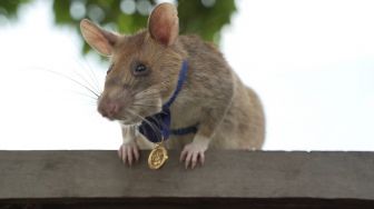 Sukses Deteksi 71 Ranjau, Tikus Magawa Masuki Masa Pensiun