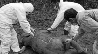 5 Pembunuh Gajah yang Ditemukan Mati Tanpa Kepala di Aceh Timur Ditangkap