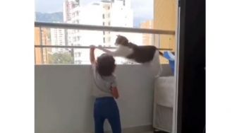 Bikin Gemas, Kucing Ini &#039;Marahi&#039; Balita yang Bermain di Balkon Agar Tak Jatuh