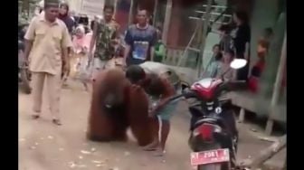 Habitatnya Hancur, Orangutan Jalan Sendirian ke Perkampungan, Warga Kasih Makan