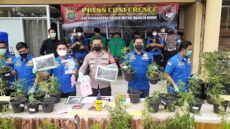 4 Warga Brebes Patungan Budidaya 200 Pot Tanaman Ganja, Buat Konsumsi Sendiri