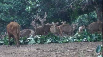 Alhamdulillah! Rusa Endemik Bawean Banyak Diburu Tapi Malah Bertambah