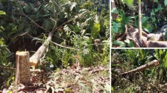 Sanksi Tegas dari Bupati Tamba Menanti Oknum Pembabat Hutan di Desa Manistutu Bali
