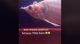 Viral Arwana Platinum Seharga Rp 700 Juta Mati, Netizen Auto Nangis