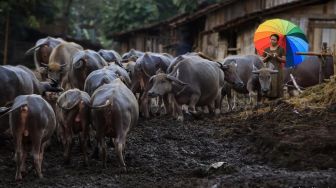 Ini Dia Destinasi ala Afrika di Jawa Timur, Sudah Pernah ke Sana?