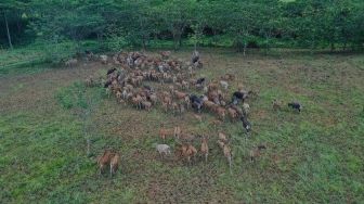 Ingin Wisata Edukasi Sambil Menggembala Sapi, Coba Kunjungi Tempat Ini