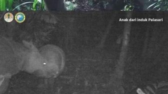 Dua badak Jawa Lahir di Taman Nasional Ujung Kulon Banten