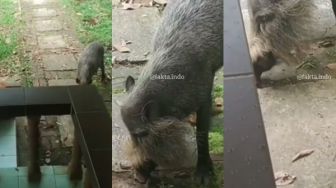 Viral Video Penampakan Babi Brewok, Warganet: Ngepet Gak Tuh?