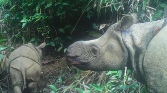 Siti Nurbaya Pastikan Intensifkan Penanganan Perburuan Badak Jawa di TNUK